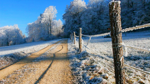 Road and Winter Trees
