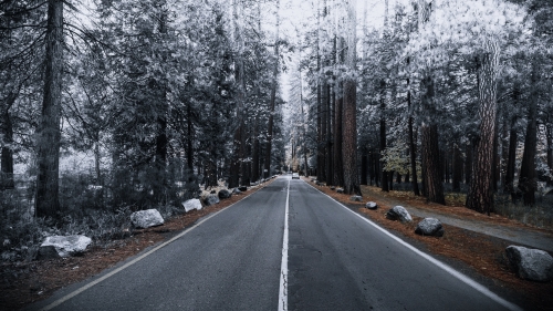 Road in Beautiful Frosty Forest