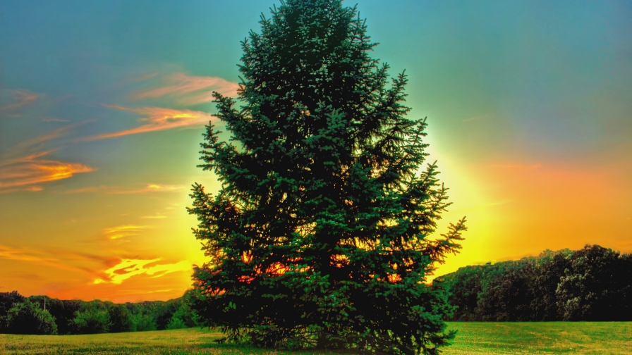 Single Spruce Tree in Green Meadow