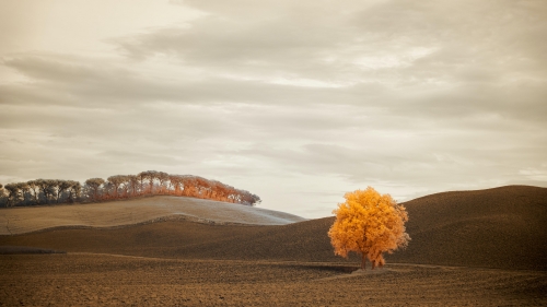 Single Yellow Tree in Field