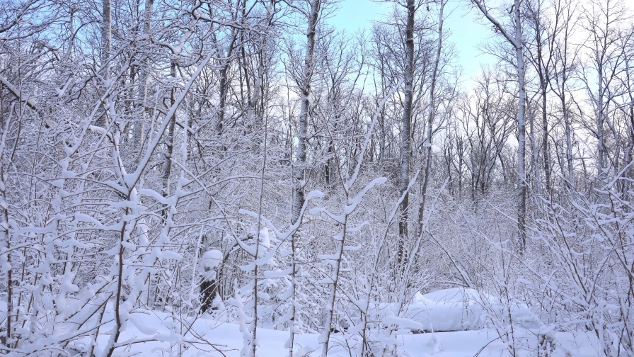 Snow Covered Forest and Sunset