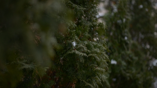 Snowed Cypress in Forest