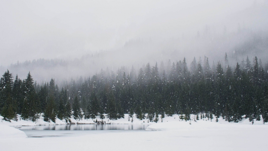 Snowing in Pine Forest