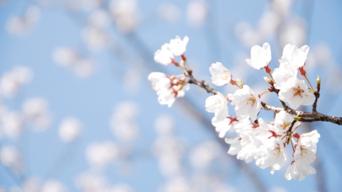 Spring Cherry Flowers