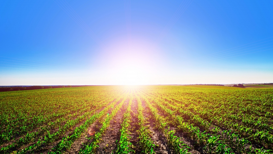 Spring Field and Green Grass