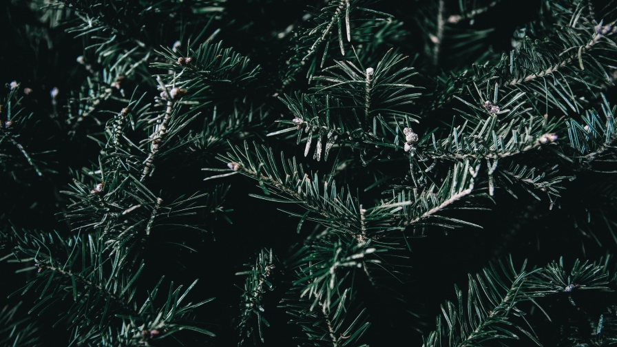 Spruce Branches Spines Macro