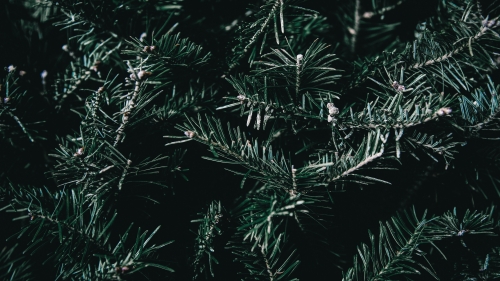 Spruce Branches Spines Macro