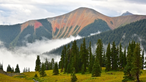 Spruce Forest and Mountains with Clouds of Fog