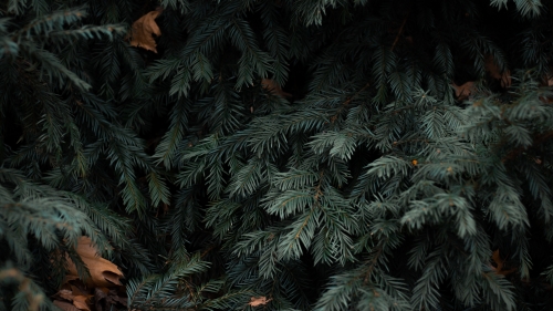 Spruce Green Branches and Needles