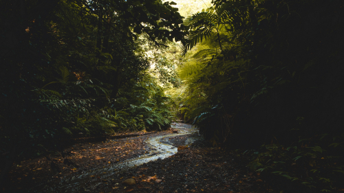 Stream in Forest and Trees