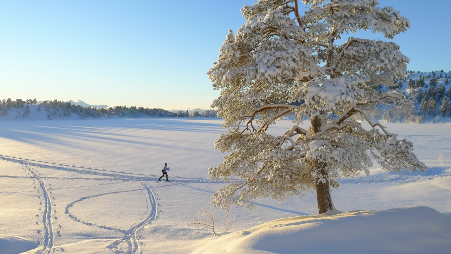 Sunlight and winter forest