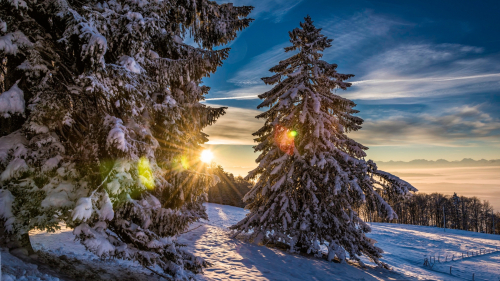 Sunlight Between Trees with Snow