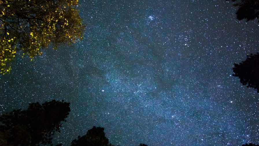 Tops of Trees in Night Forest and Beautiful Sky