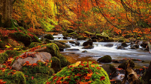 Waterfall and Stream Between Green Algae Covered Rocks