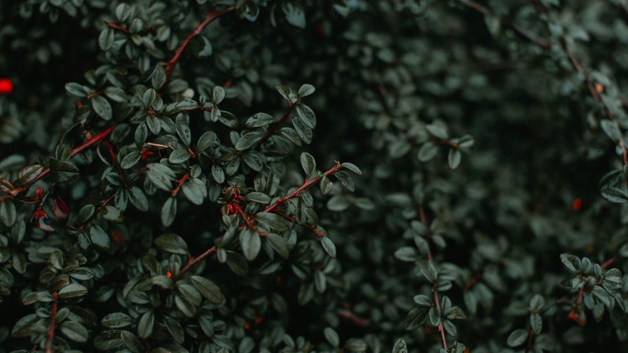Wet Branches and Dark Background