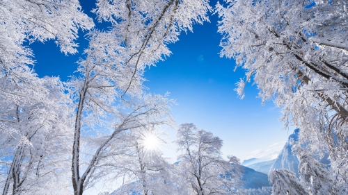 White Blossom Trees and Alps in Austria