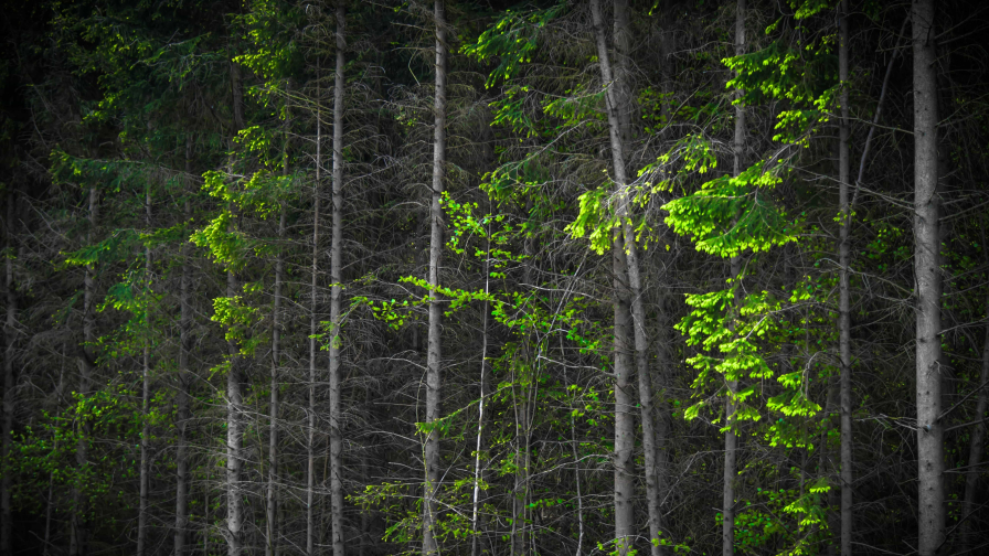 Wonderful green forest branches on the trees