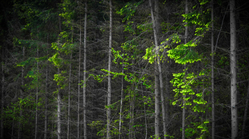 Wonderful green forest branches on the trees