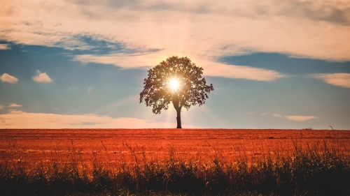 Wonderful Summer Tree and Sunset