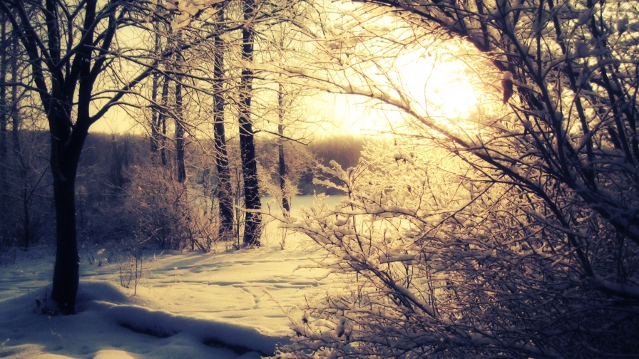 Wonderful Winter Forest and Sunset