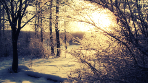 Wonderful Winter Forest and Sunset
