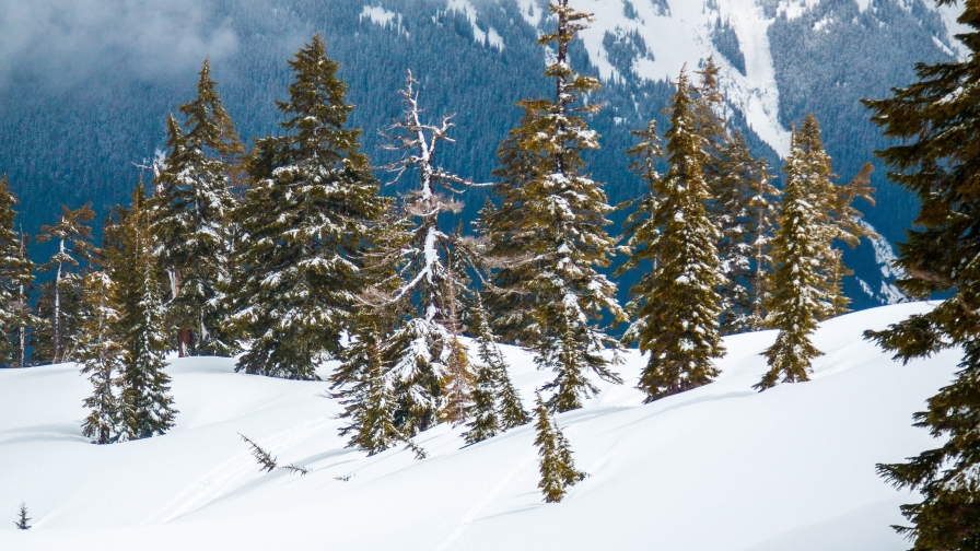 Wonderful Winter Forest Spruces and Mountains