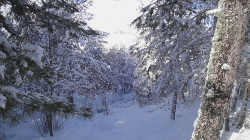 Wonderful Winter Pine Forest and Snowed Branches