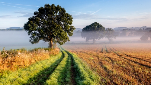 Yellow and Green Field with Single Tree